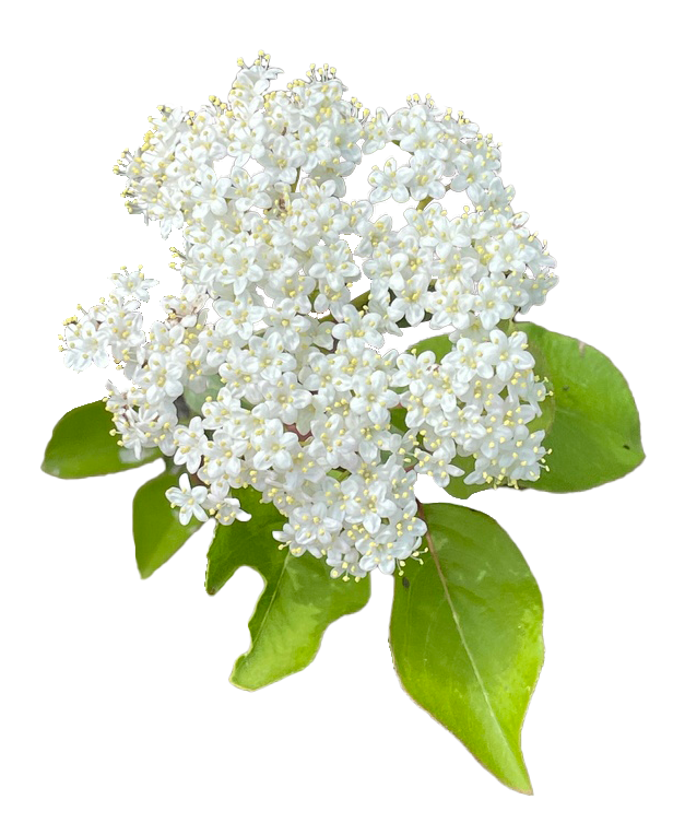 Blackhaw Viburnum