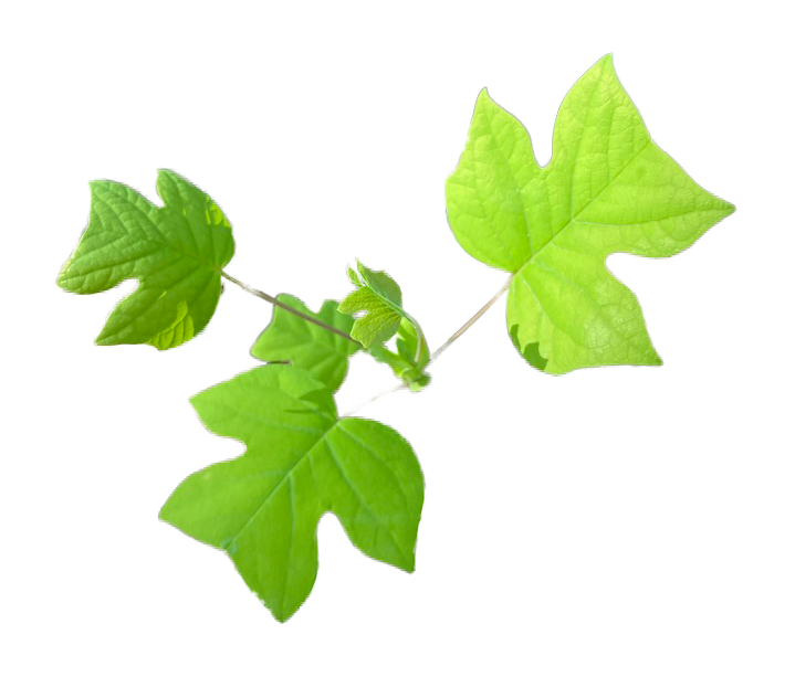 Tulip Poplar