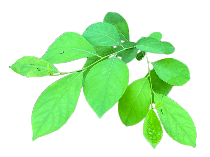 Northern Spicebush
