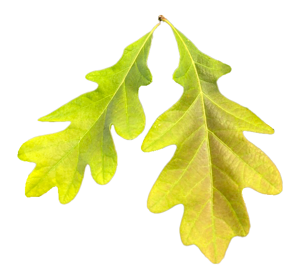 White Oak