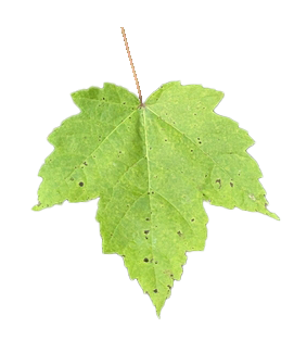 Red Maple