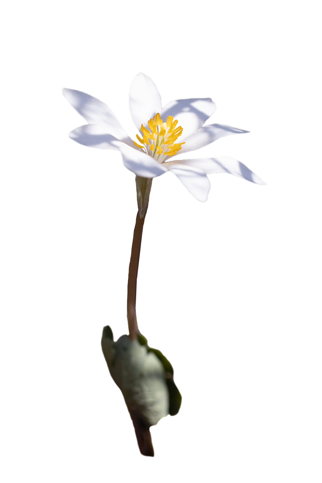 Bloodroot