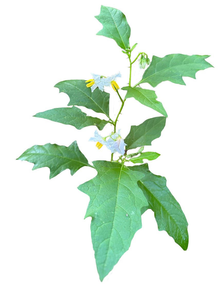 Carolina Horsenettle
