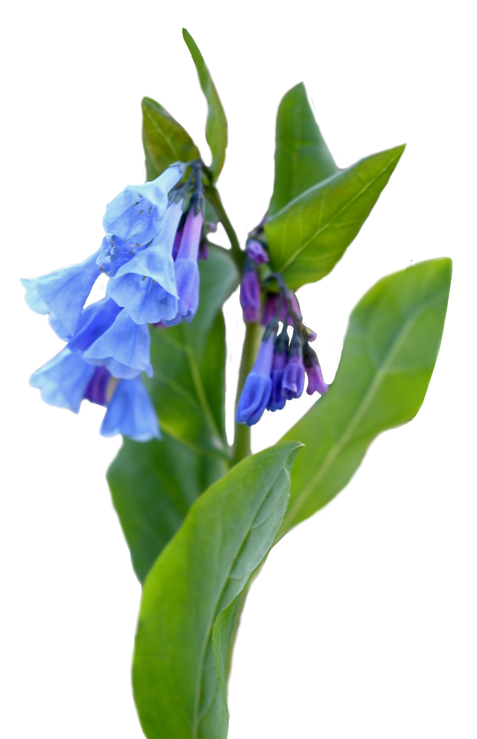 Virginia Bluebells