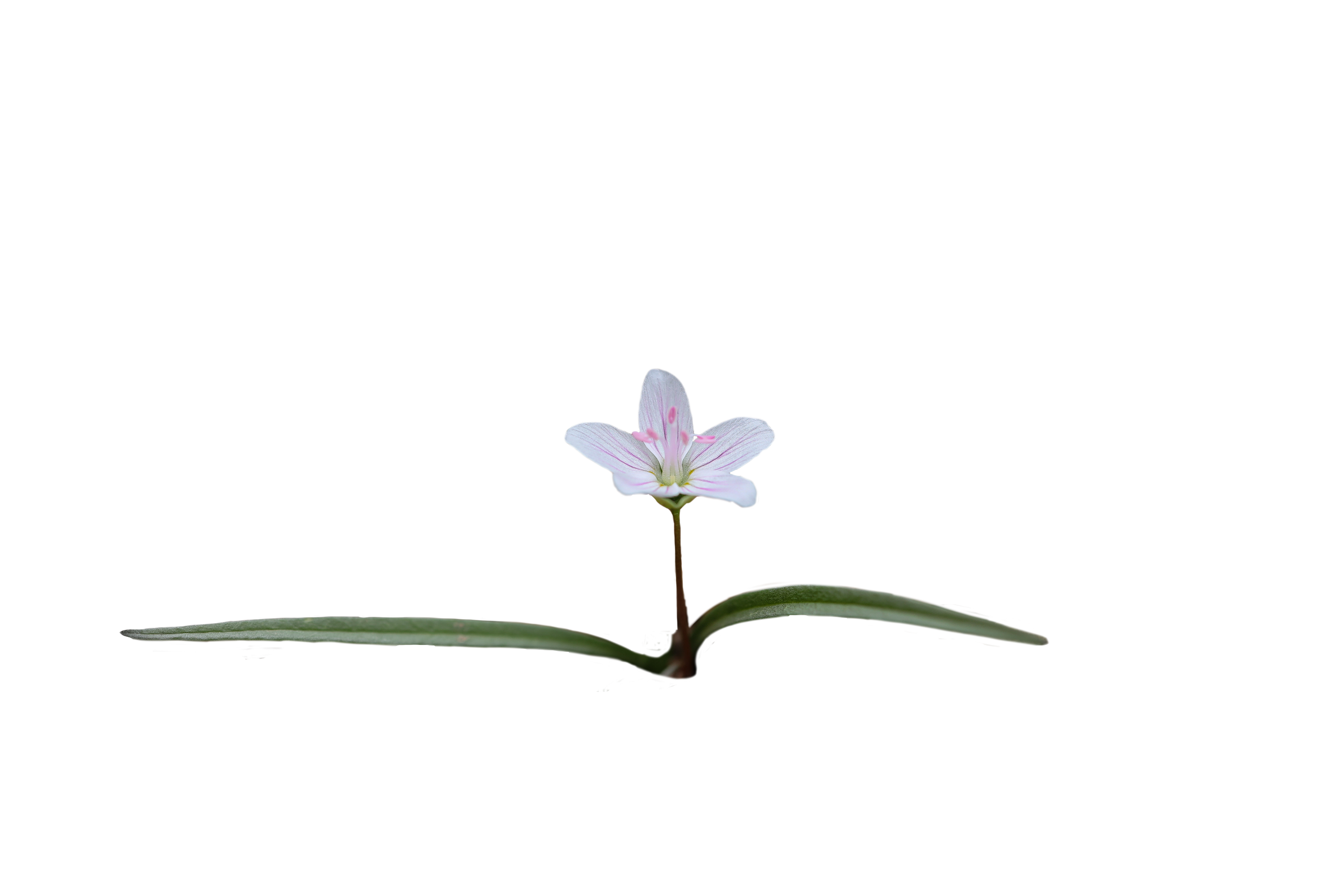 Spring Beauty