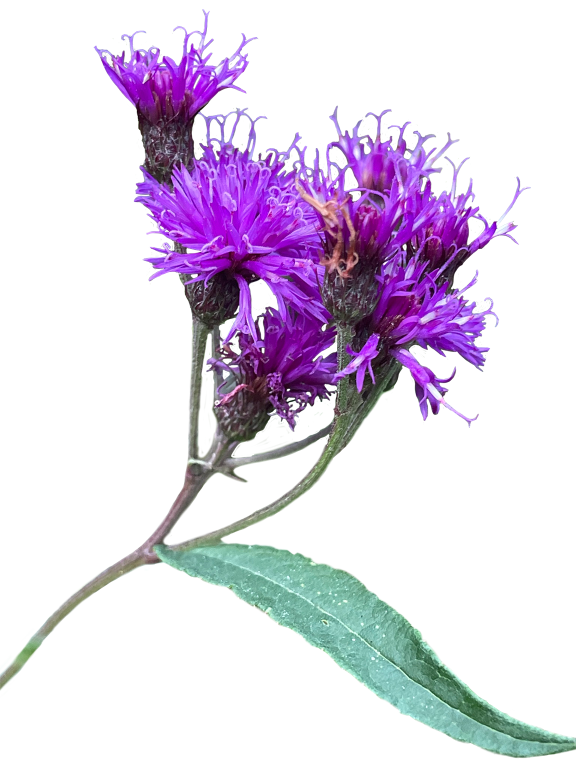 New York Ironweed