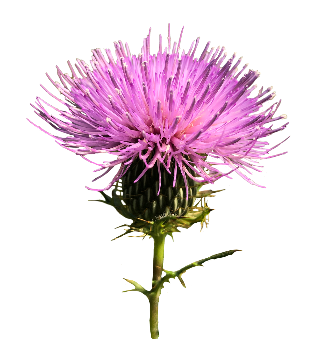 Field Thistle