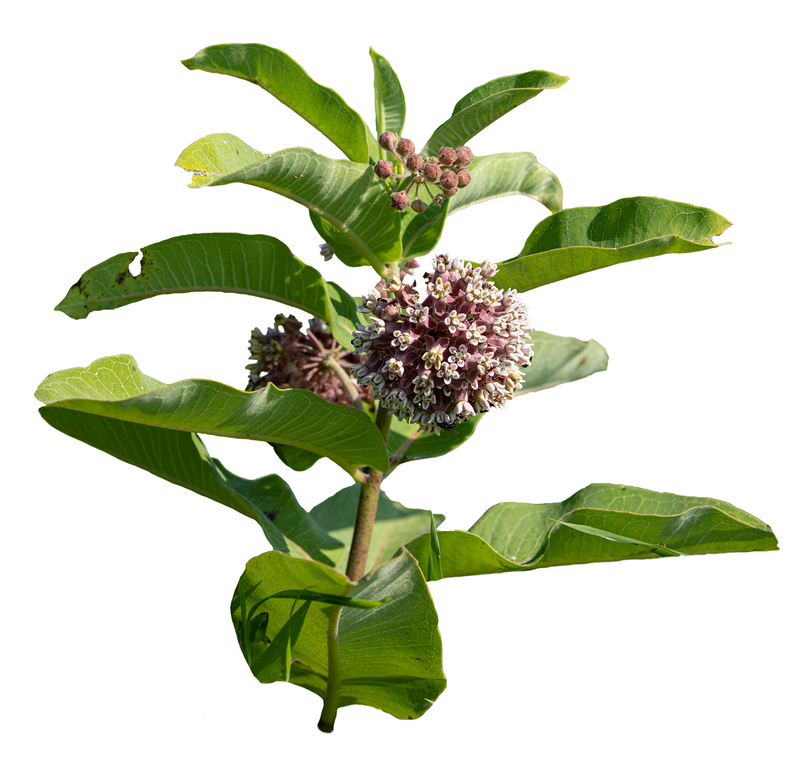 Common Milkweed