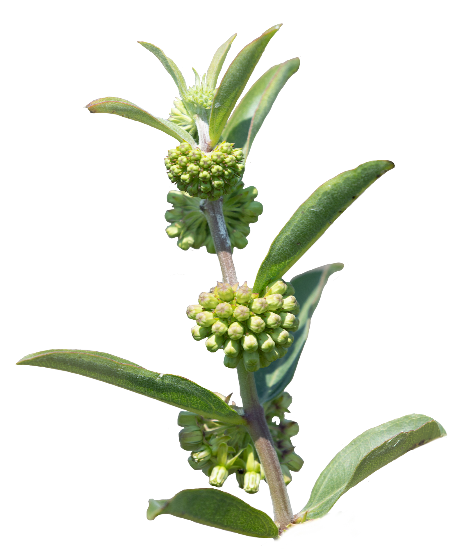 Green Milkweed