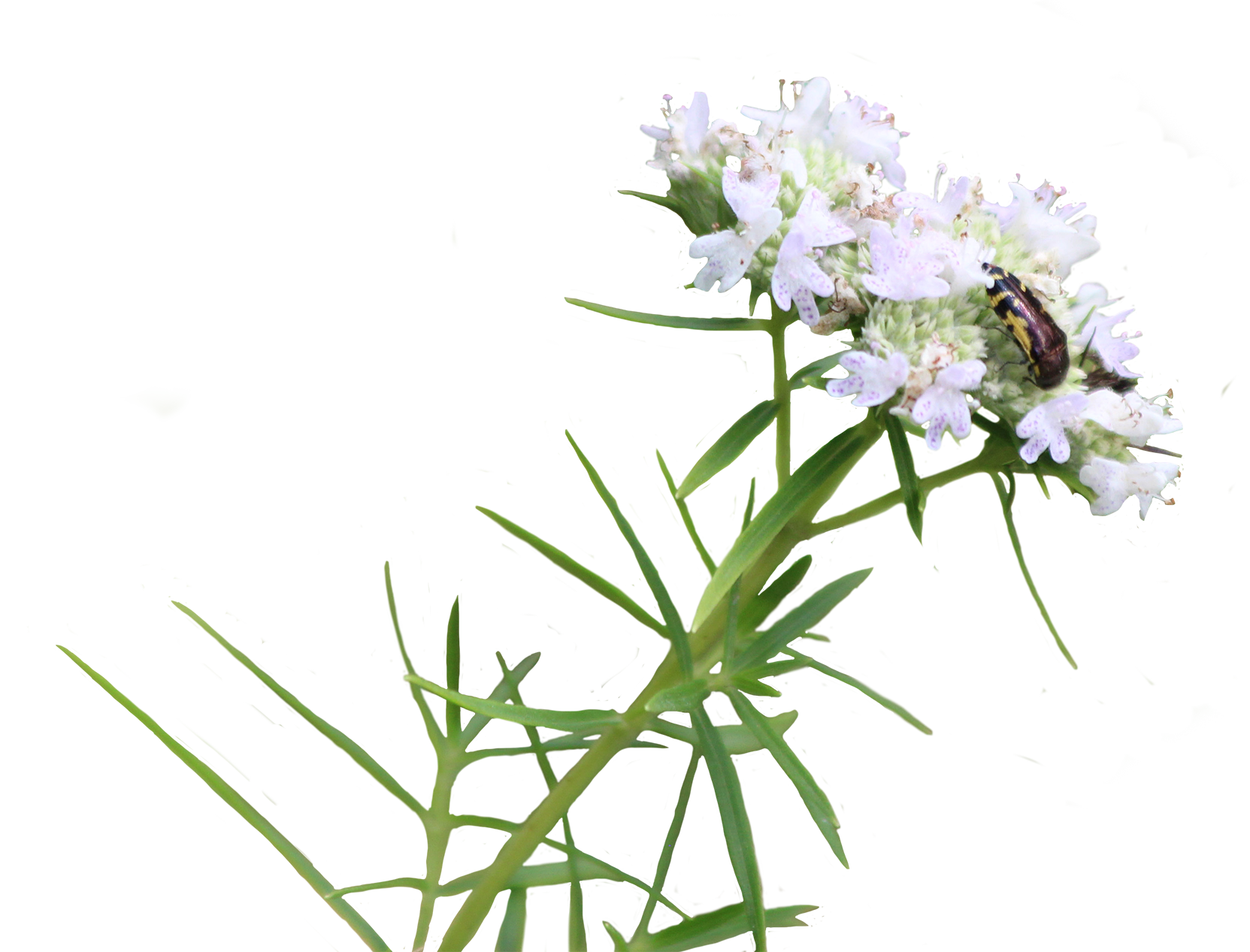 Narrow-leaf Mountain-mint