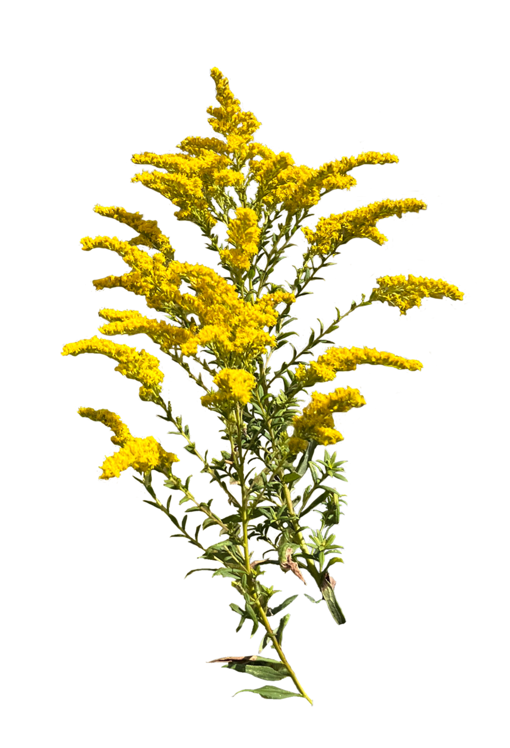 Goldenrod
