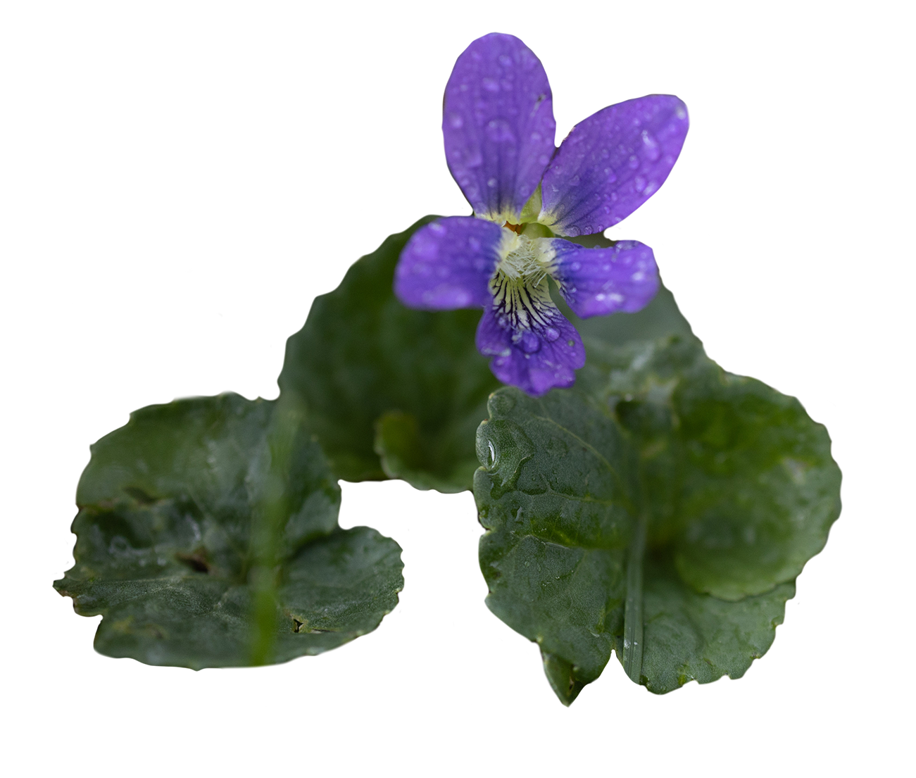 Common Blue Violet