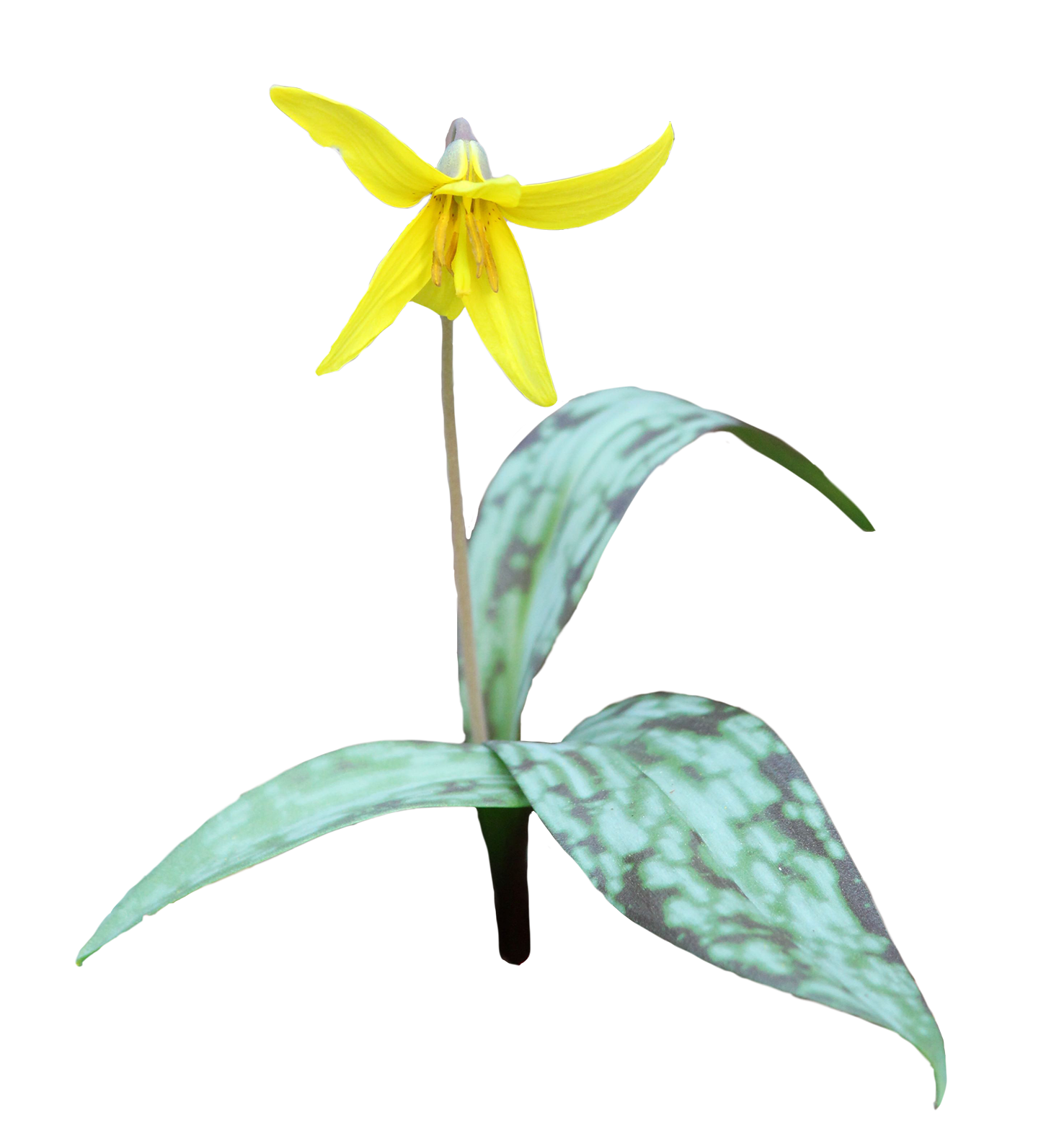 Yellow Trout Lily