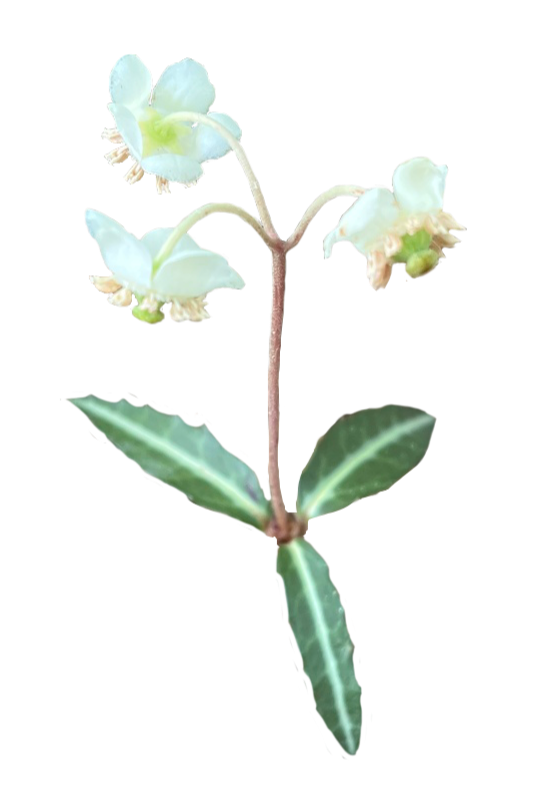 Striped Wintergreen