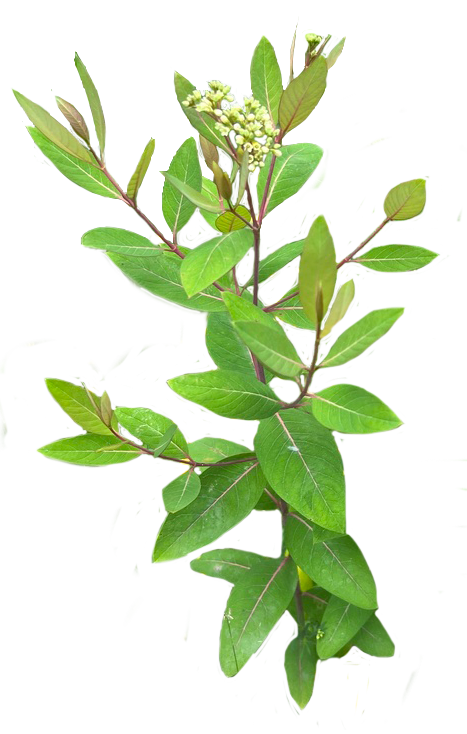Hemp Dogbane