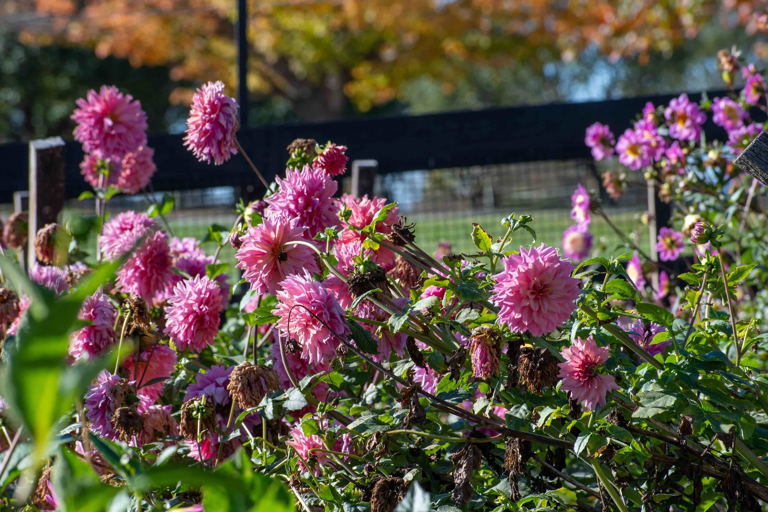 The Mellon Edit: A Special Plant Sale &amp; Garden Viewing