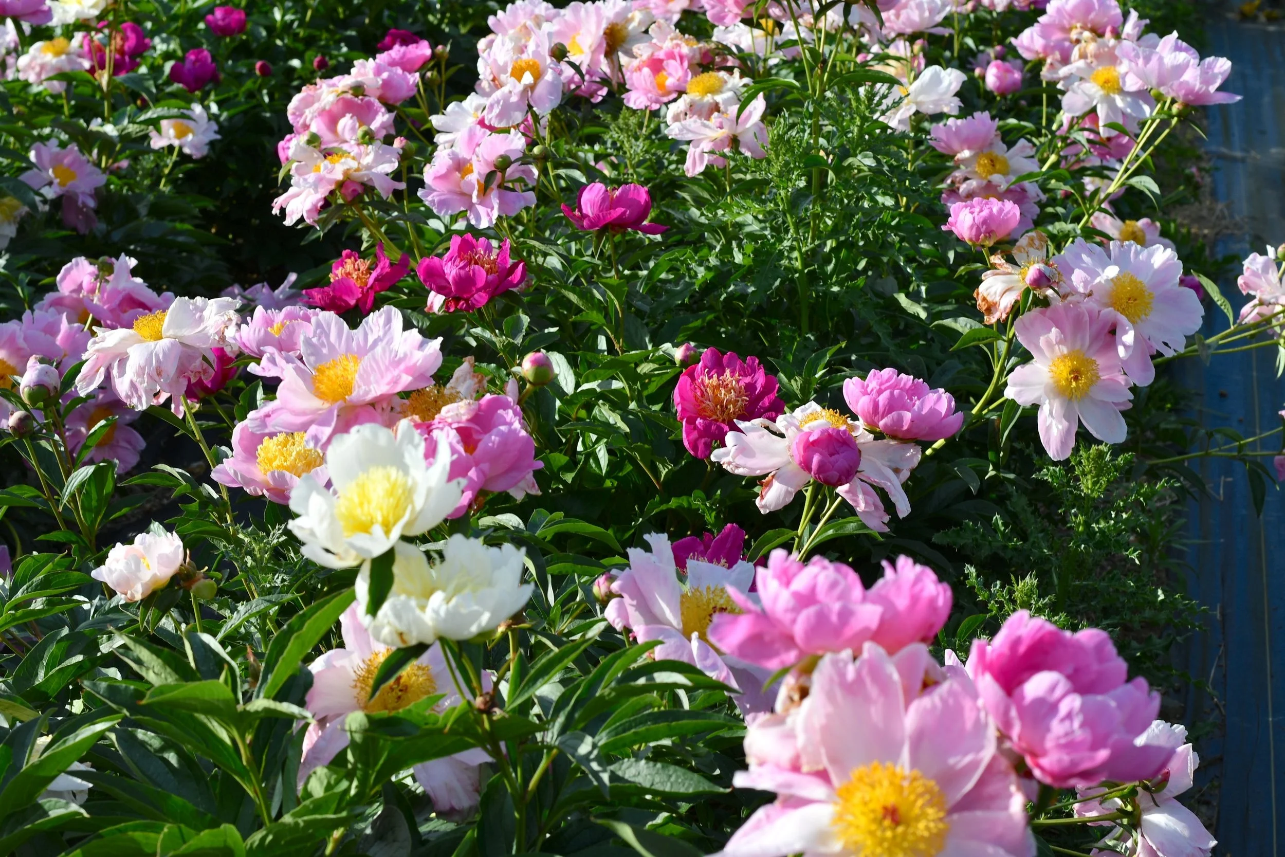 The Mellon Edit: A Special Plant Sale &amp; Garden Viewing