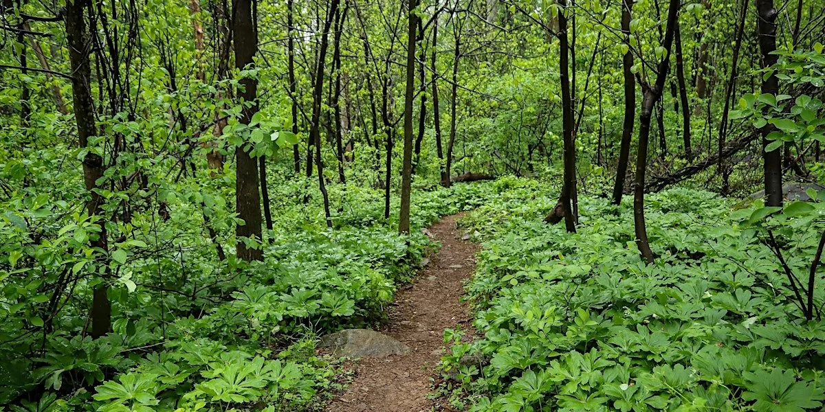 Ecology and History on the Appalachian Trail