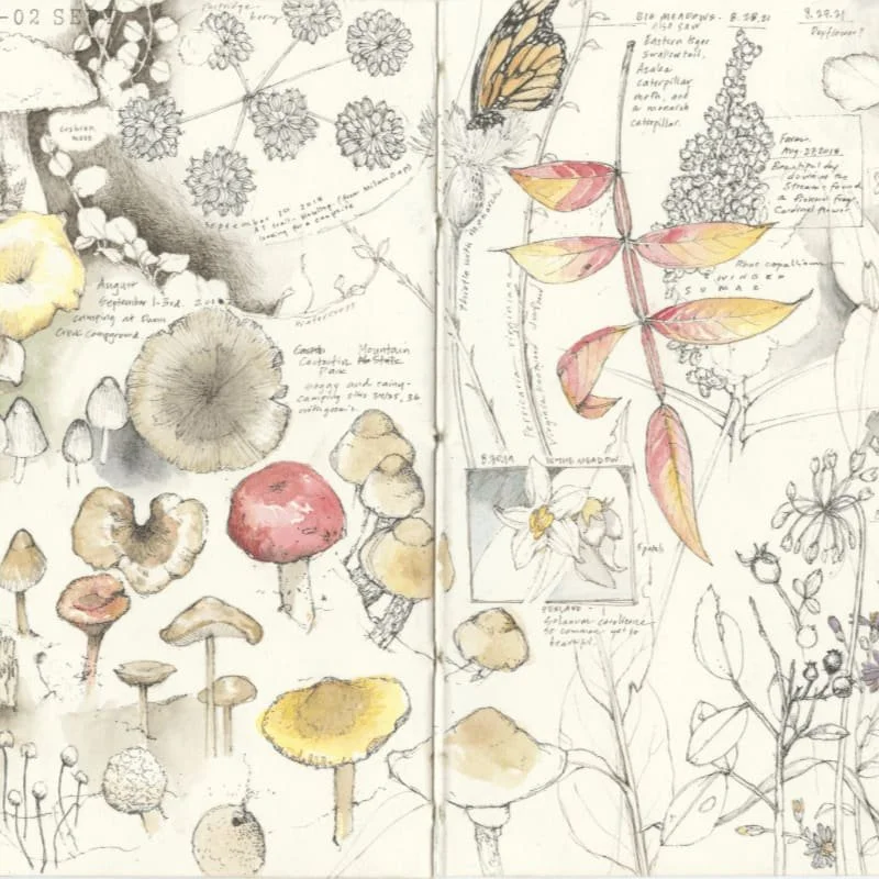 Nature Journaling with Lara Call Gastinger