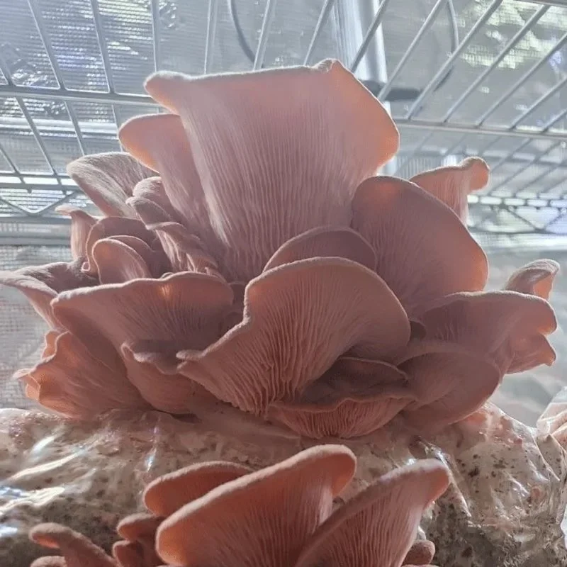 Mushroom Makers: From Cultivation Blocks to Handmade Paper