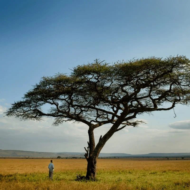Explore, Watch, Learn: Family Activity &amp; The Serengeti Rules Screening