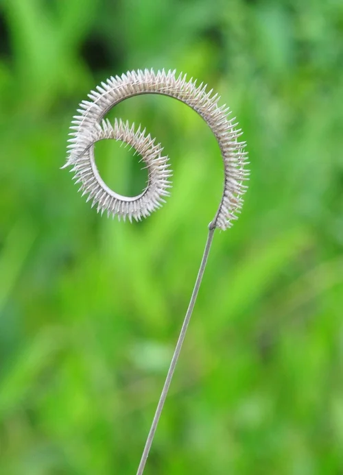 Oak Spring Garden Foundation - Twisting, Turning, and Curvy Plants