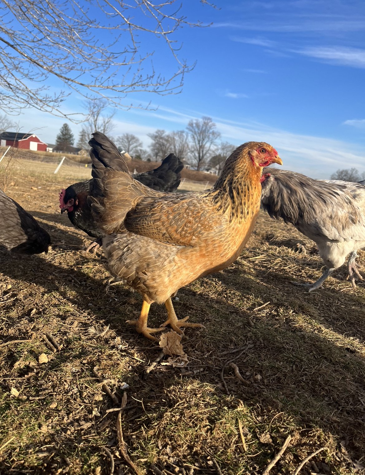 Hen Fever and Heritage Breeds – Biodiversity Heritage Library