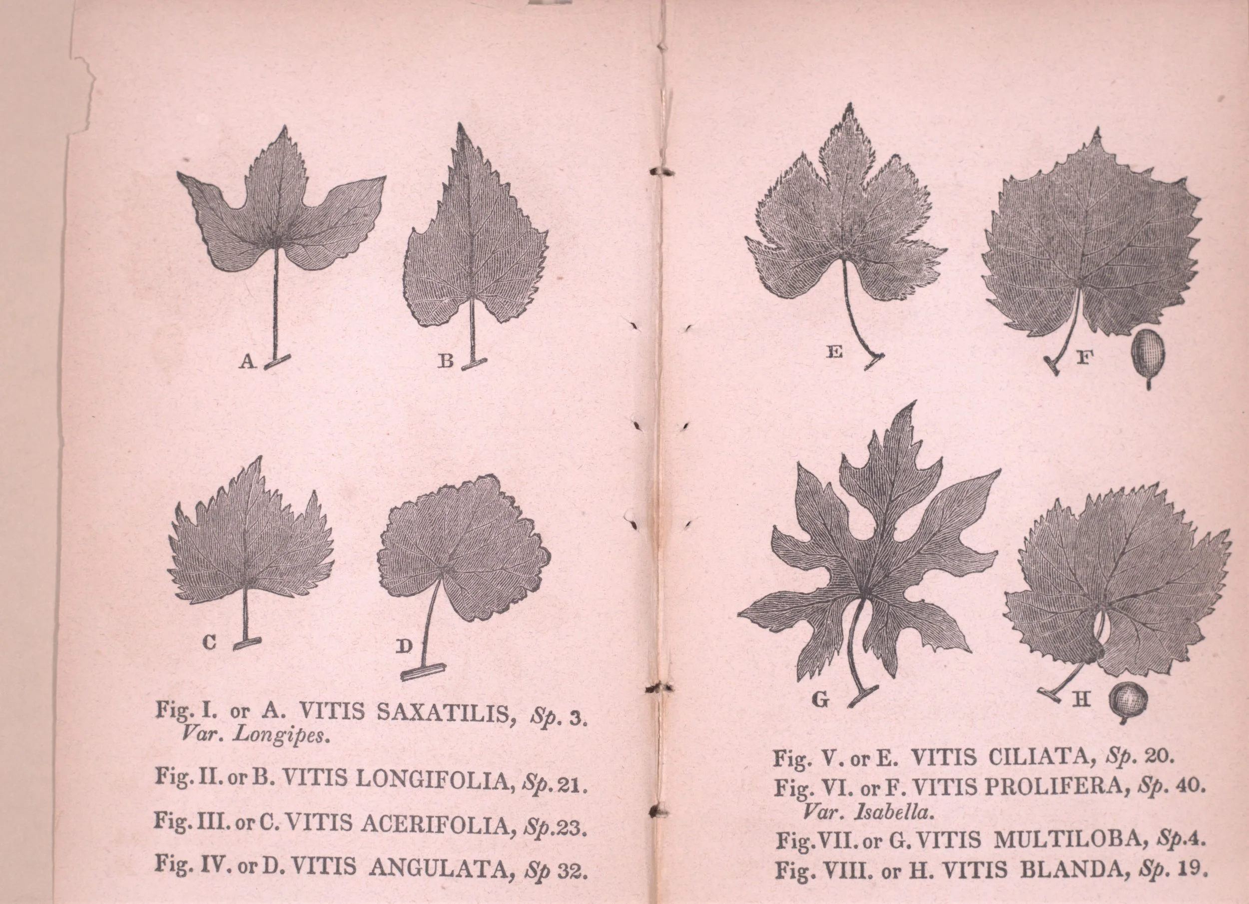 Oak Spring Garden Foundation - Wine, Grapes, and Conservation of Wild ...