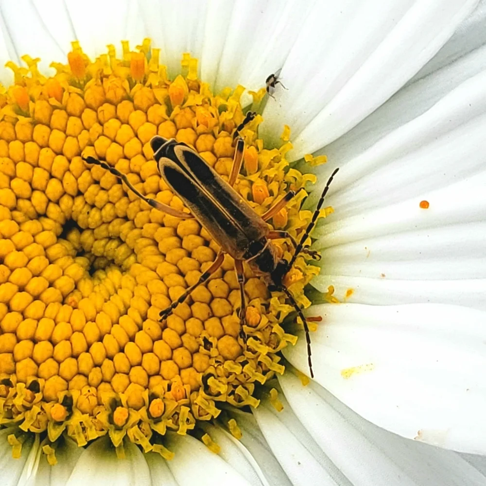 Strange Pollinators Oak Spring Garden Foundation - Unsung Pollinators