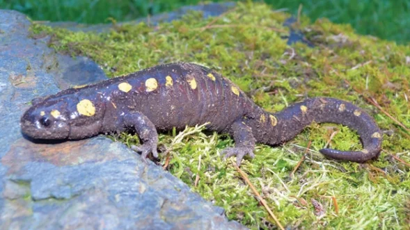 Blue Spotted Salamander