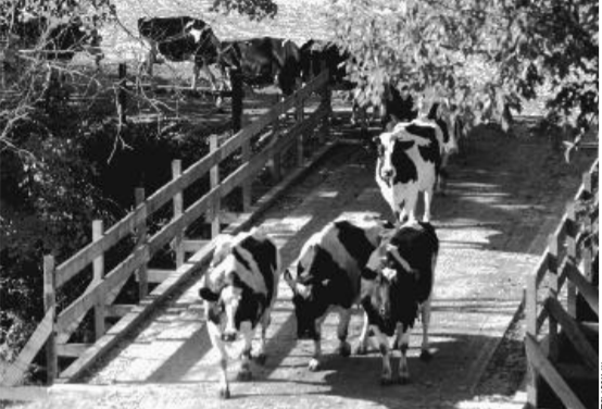 Rublee Bridge Cow Crossing, Starksboro