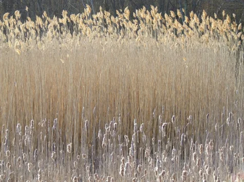 phragmites.jpg