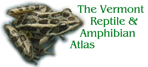  The Vermont Reptile &amp; Amphibian Atlas was our partner for the Monkton Amphibian Underpasses project. 