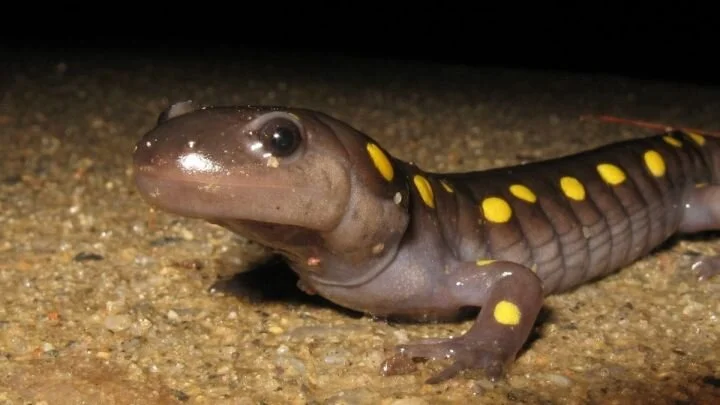 Spring is here! Amphibians on the move and LCA turns 30!