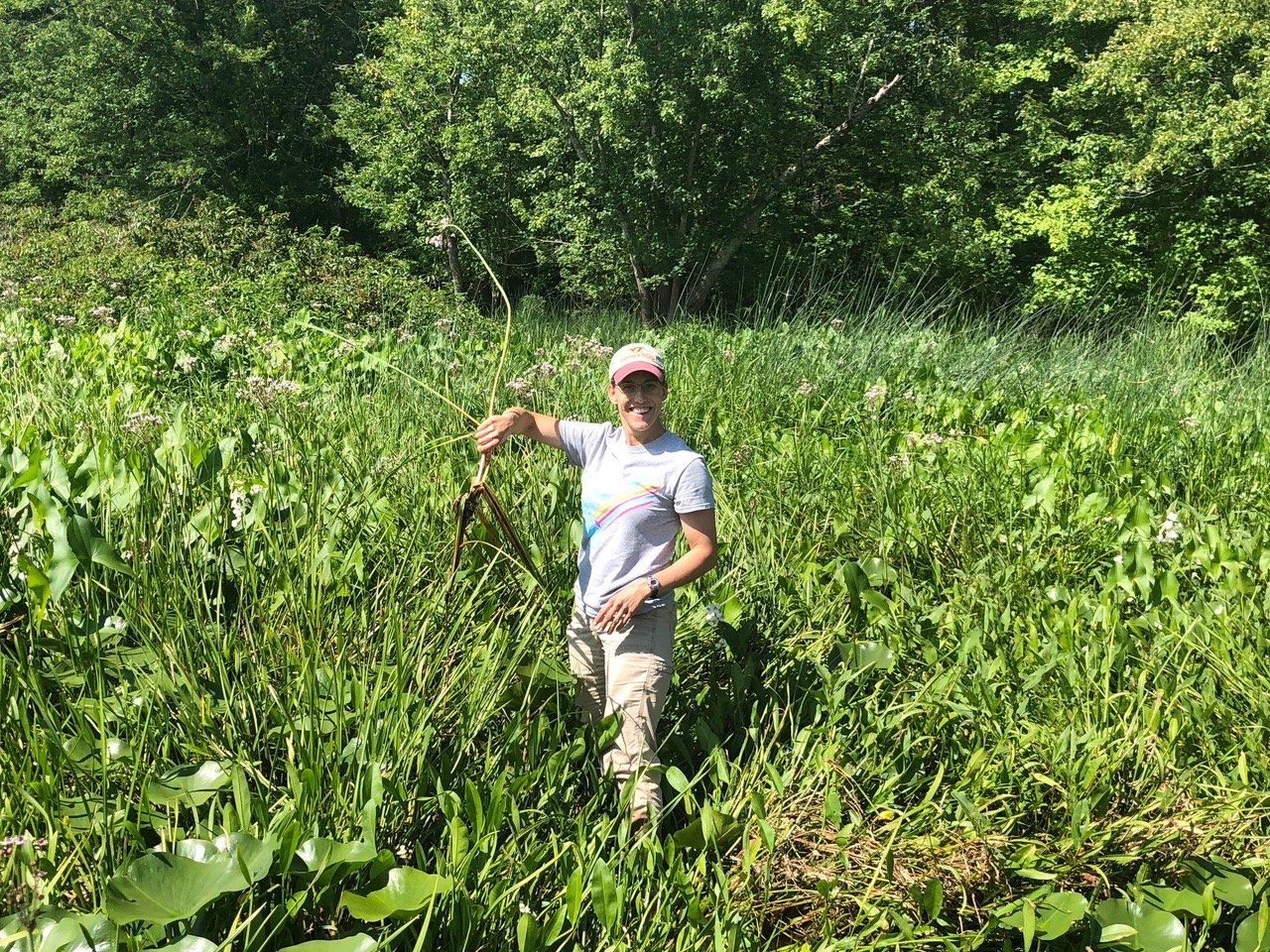 Kate Kelly pulls flowering rush from test plot