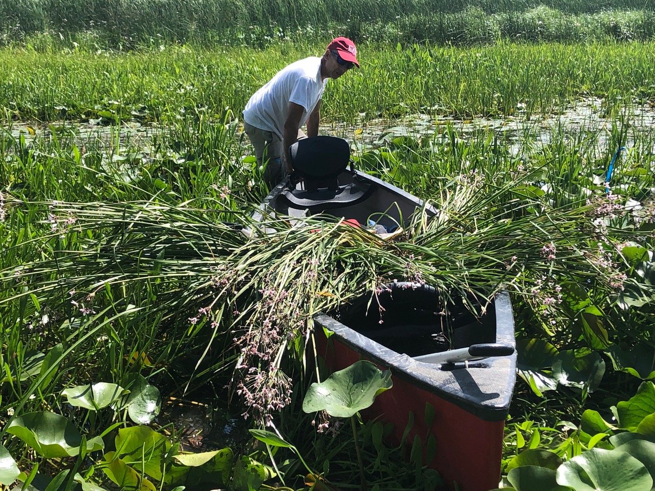 Robert Hyams prepares to launch canoe loaded with flowering rush