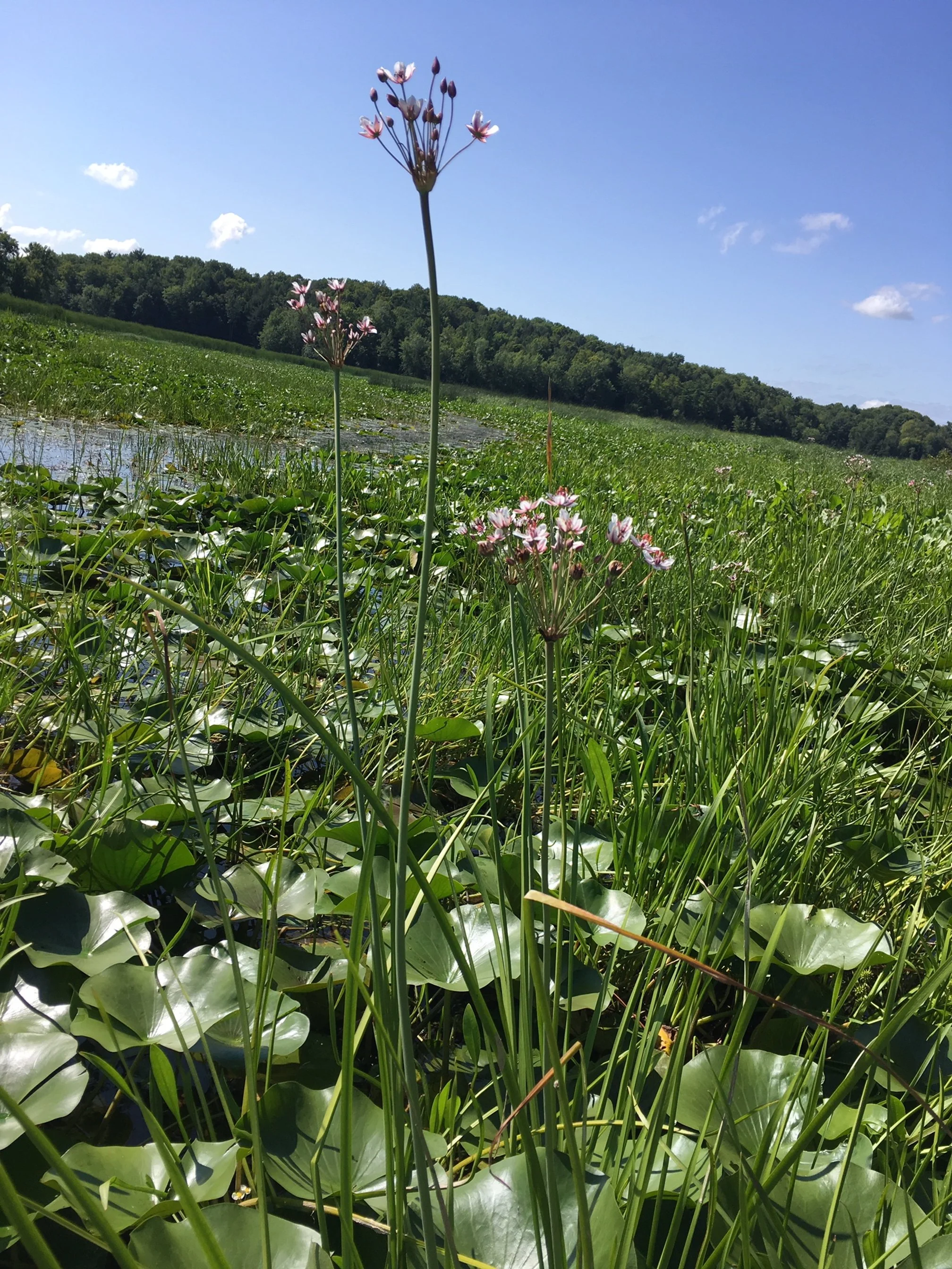 Flowering rush, a non-native invasive species, is spreading in Town Farm Bay