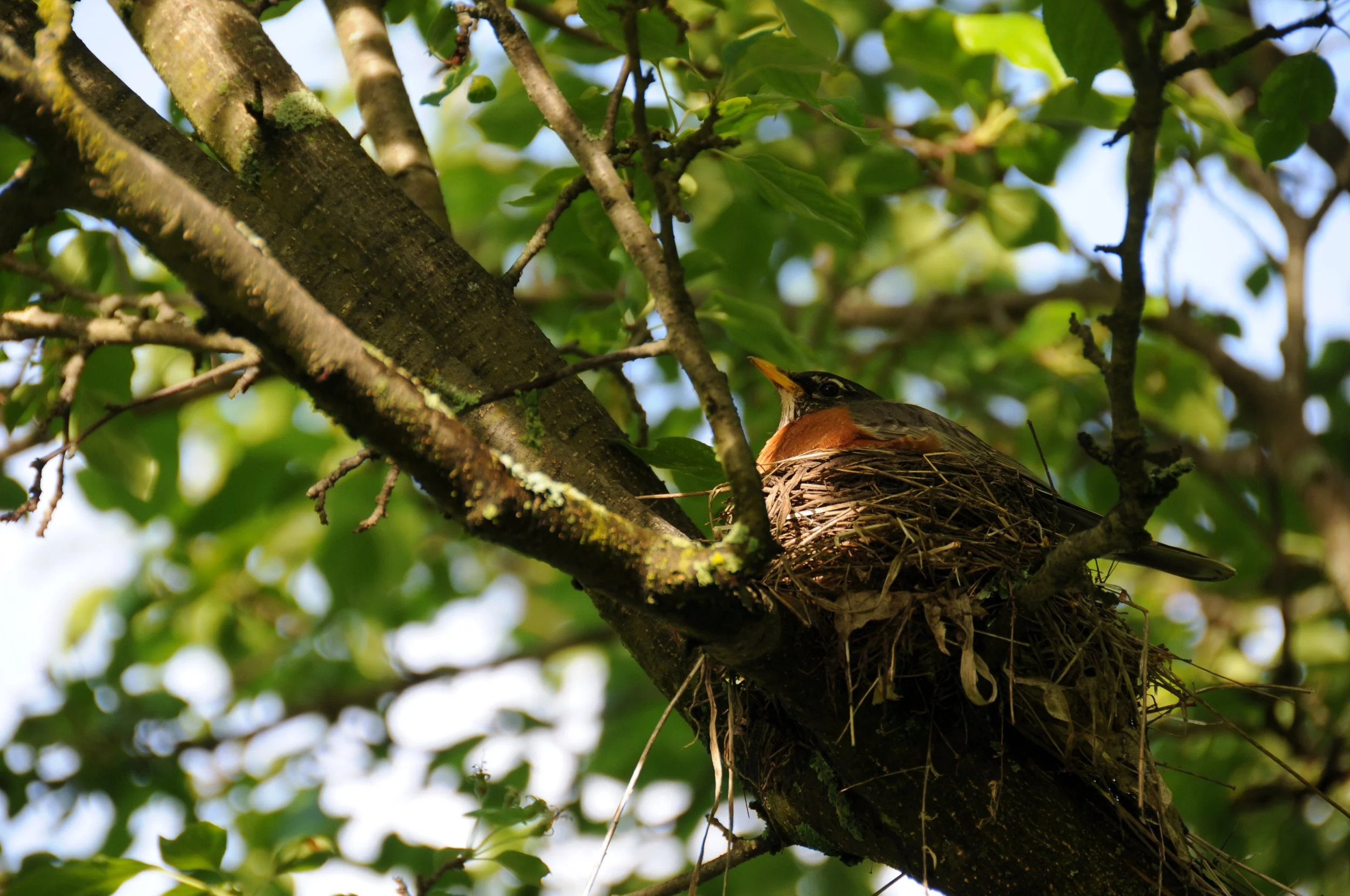 Mt. Philo Bird Walk with Liz Lee