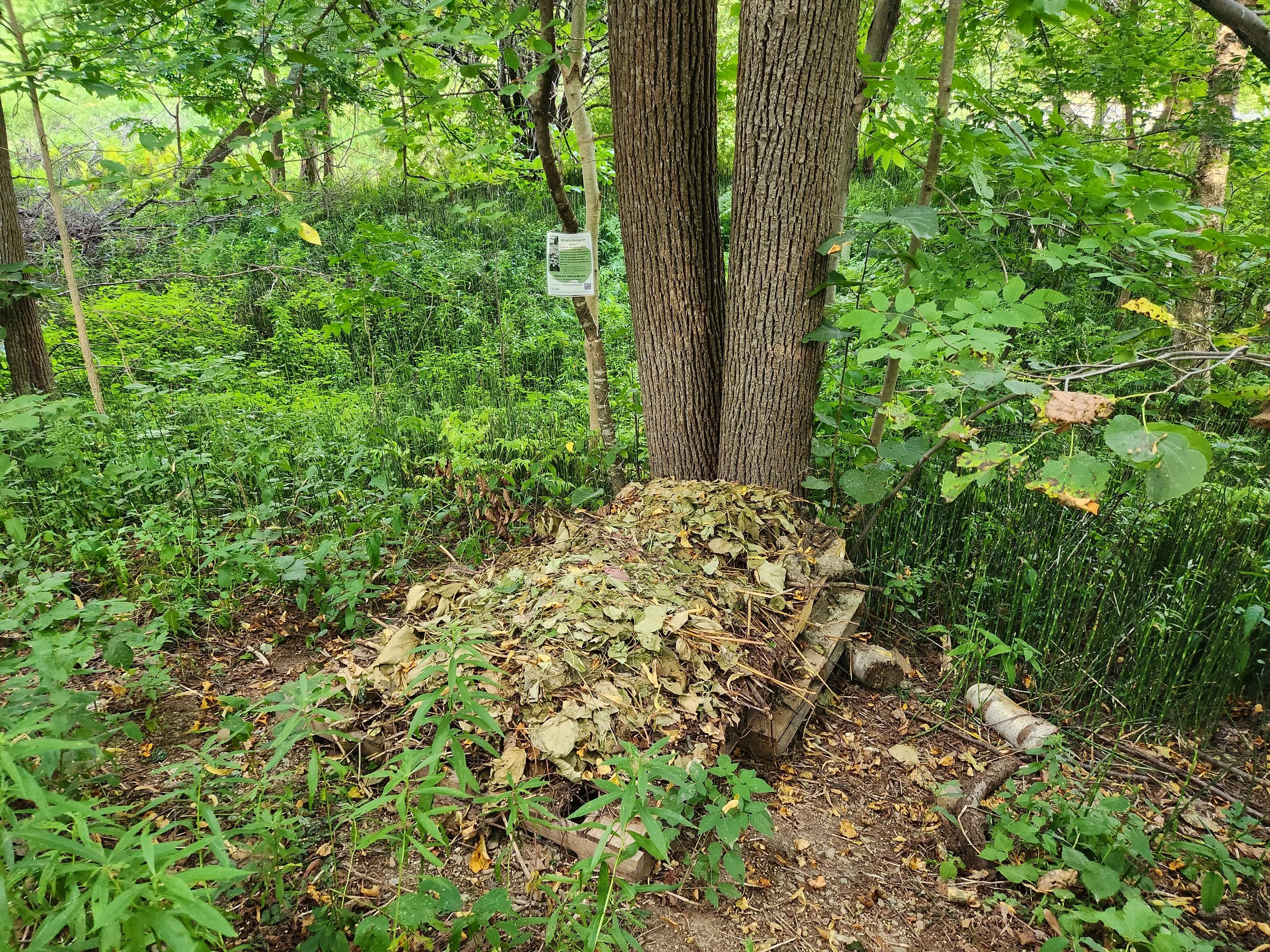 Seventh Summer of LCA Steward Program to Combat Aquatic and Terrestrial Invasive Species