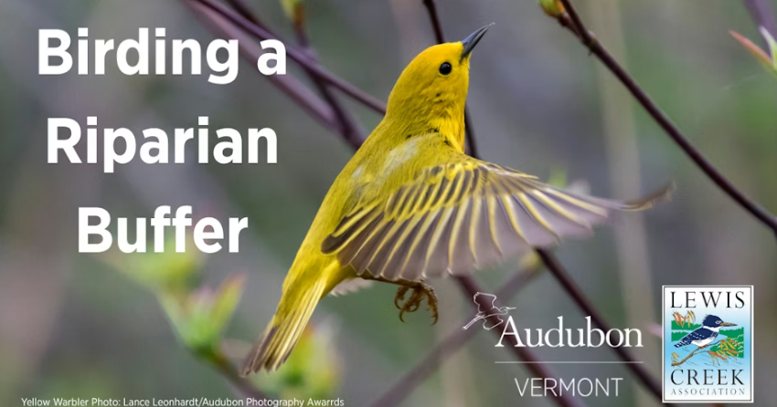 Birding a Riparian Buffer