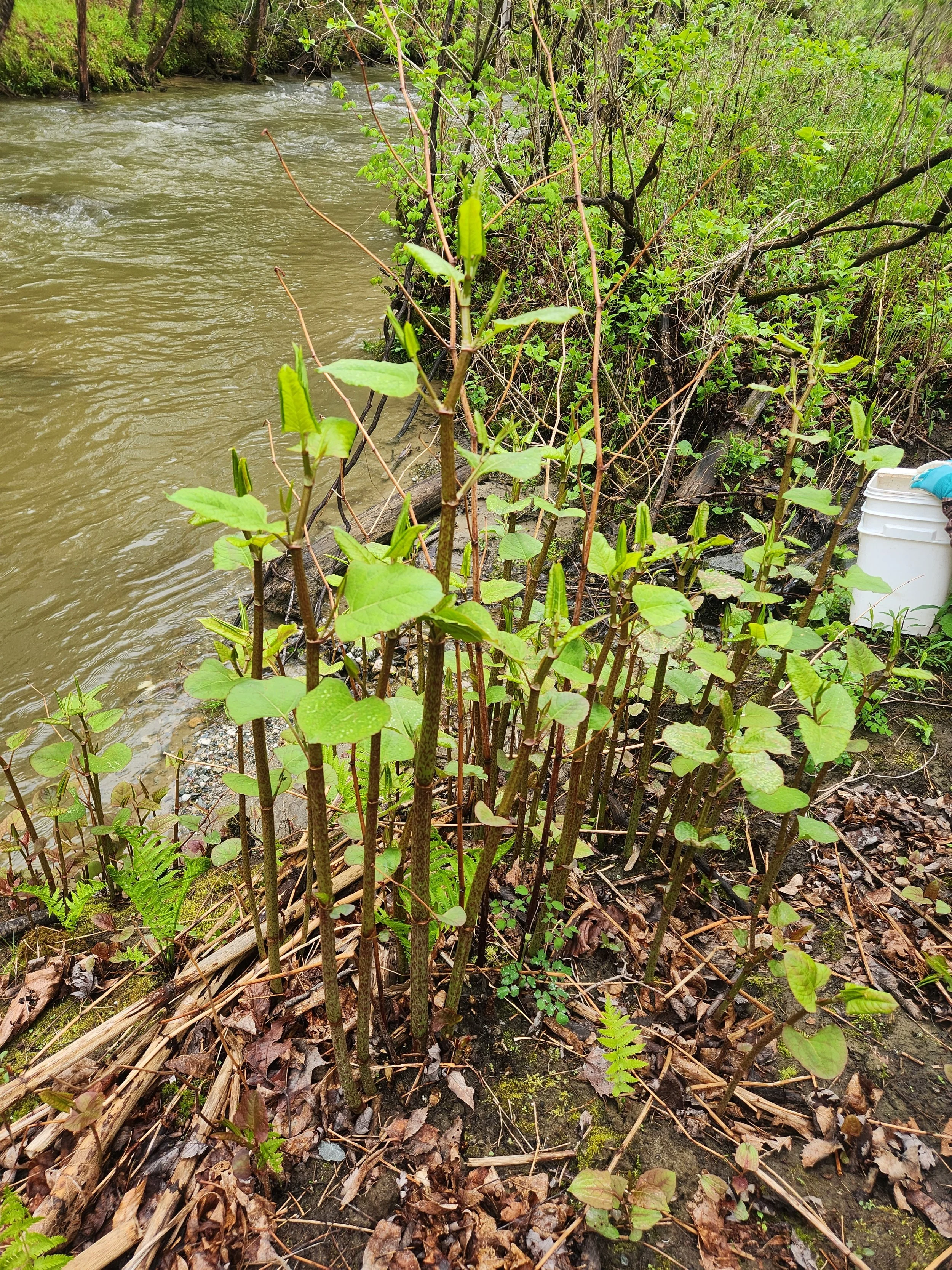 Japanese Knotweed Removal Demonstration 