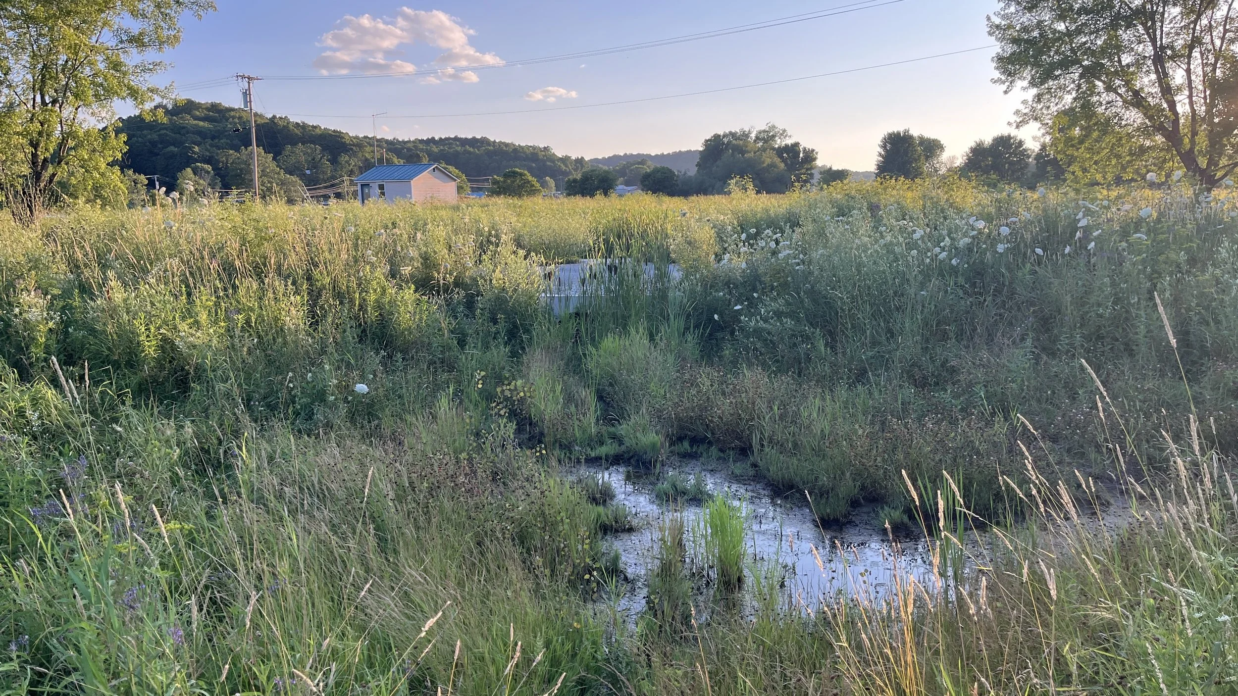 Hinesburg Wetland Restoration Tour, Plant Identification &amp; Introduced Species Removal 