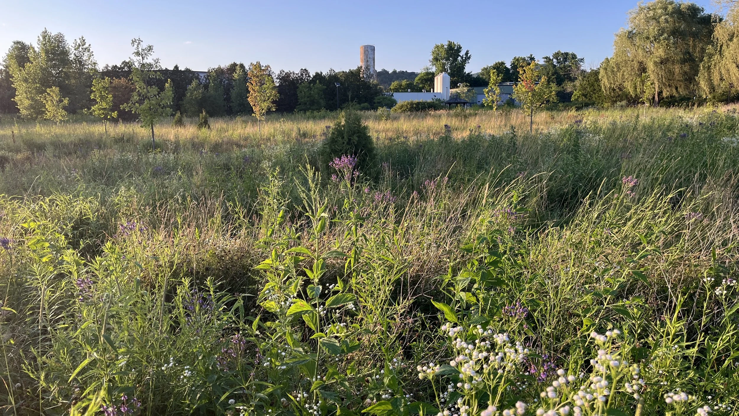 Restored wetland July 2026