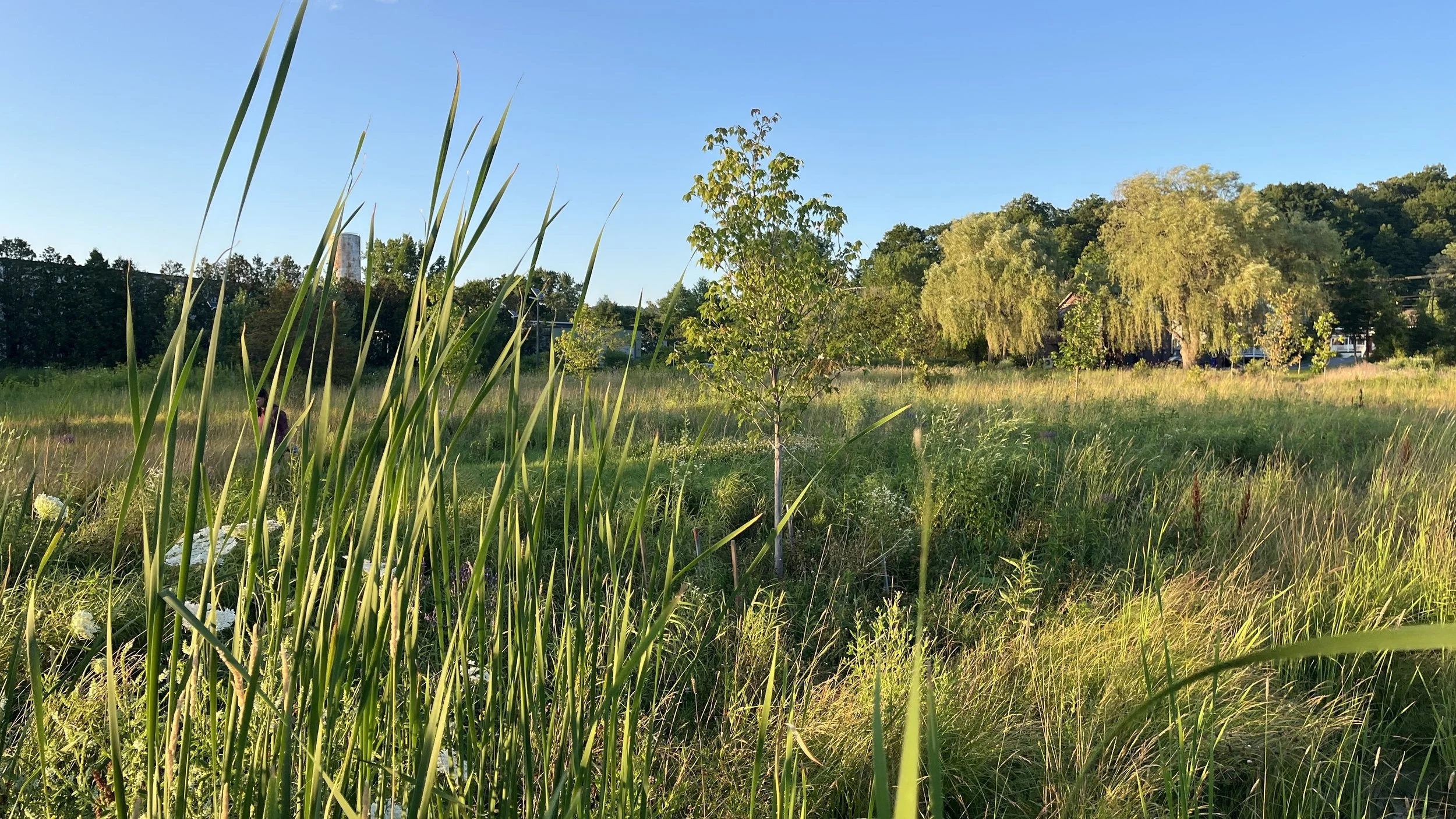 Restored wetland July 2026