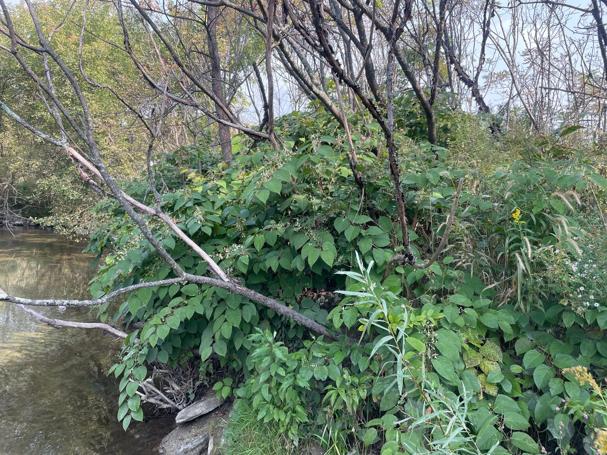 Japanese Knotweed Presentation