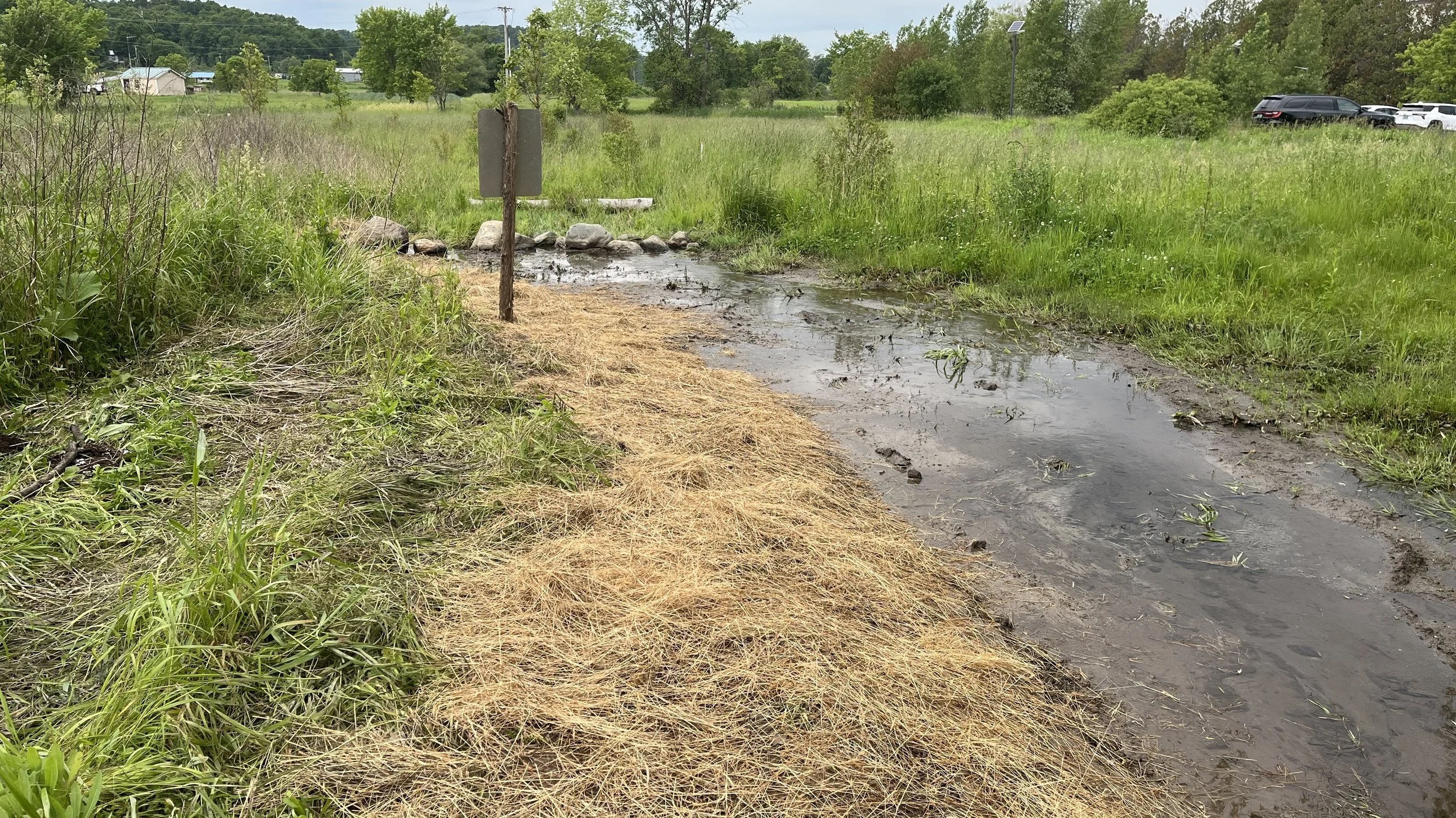 Berm removed and water flowing downstream through swale into restored wetland