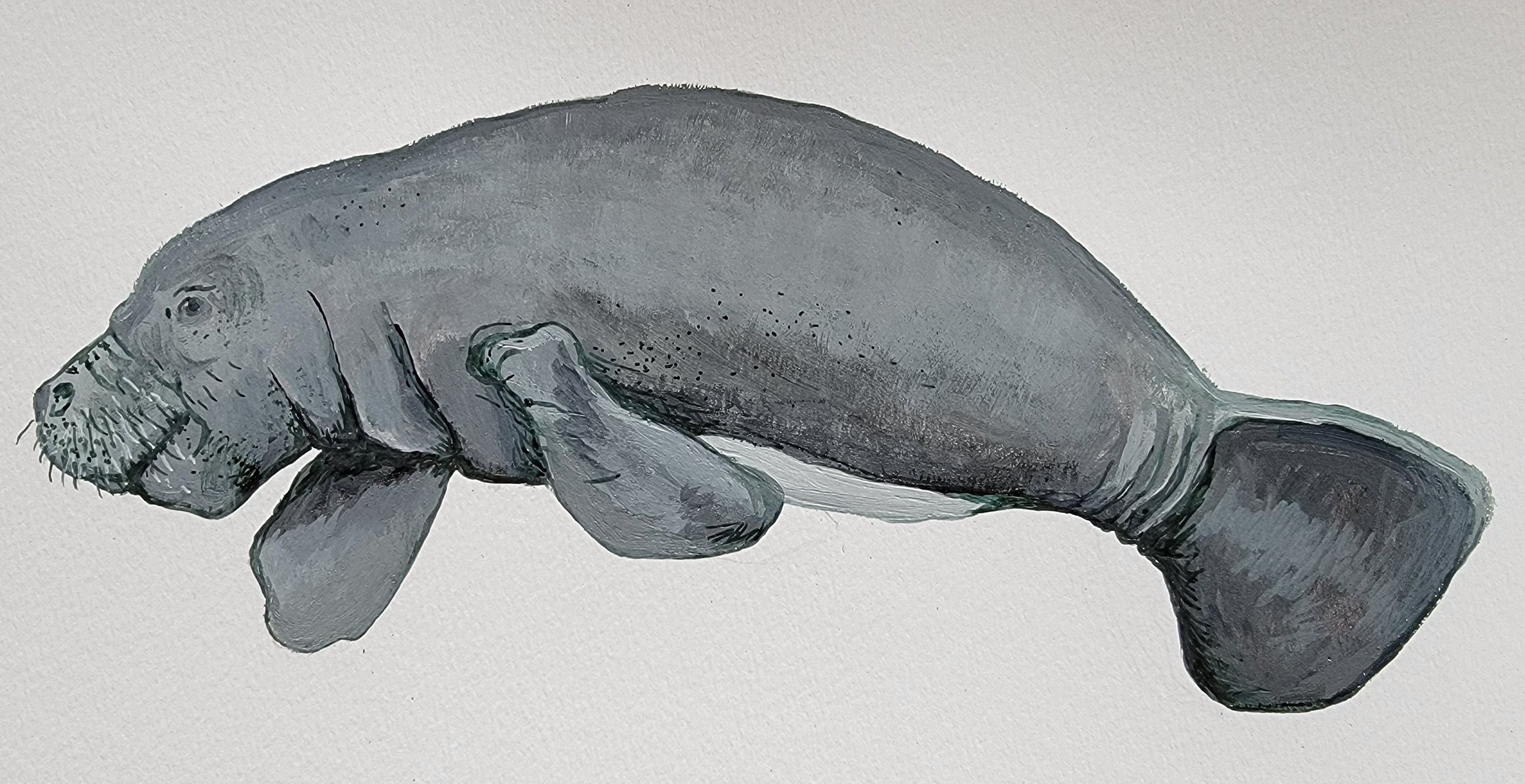 manatee3.jpg