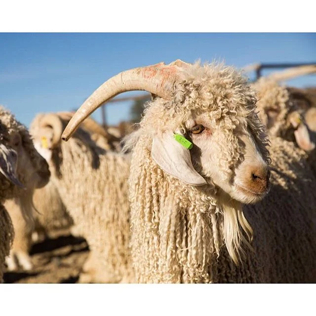 Incredibly privileged to work with these beautiful animals -  Angora Goats find their home in the Karoo, producing most of the world&rsquo;s mohair. Always amazed how the harsh vegetation and landscape of the Karoo veld produces the finest quality, s