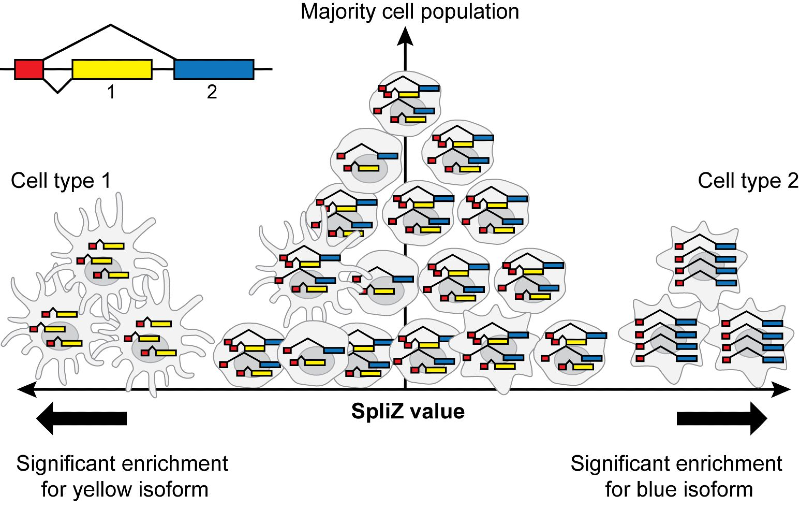 splice_summary (2).png