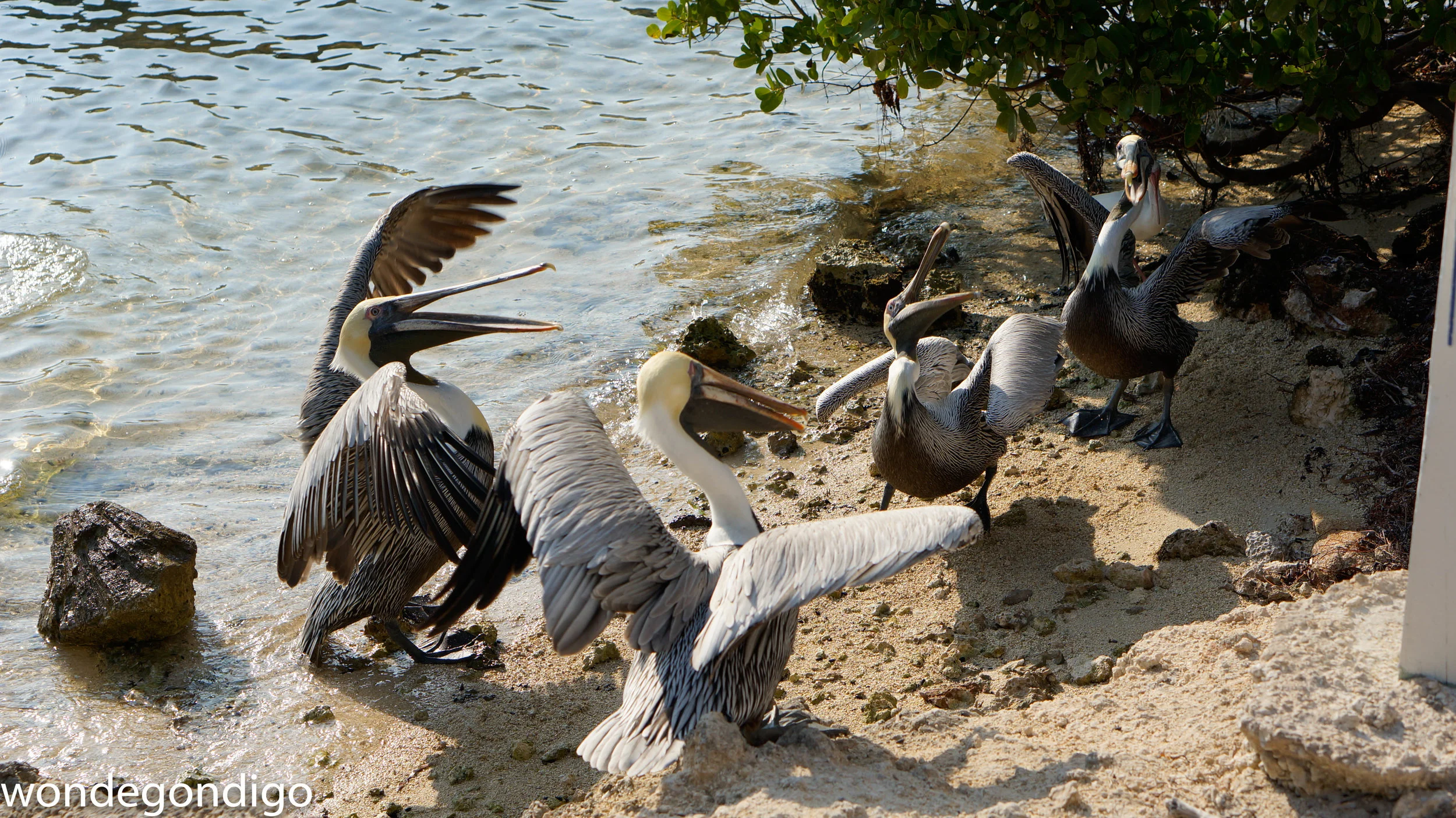 "Mine Mine Mine" and "Hey Buddy, can you spare some fish guts?"